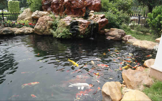 怎么過濾魚池水中雜質